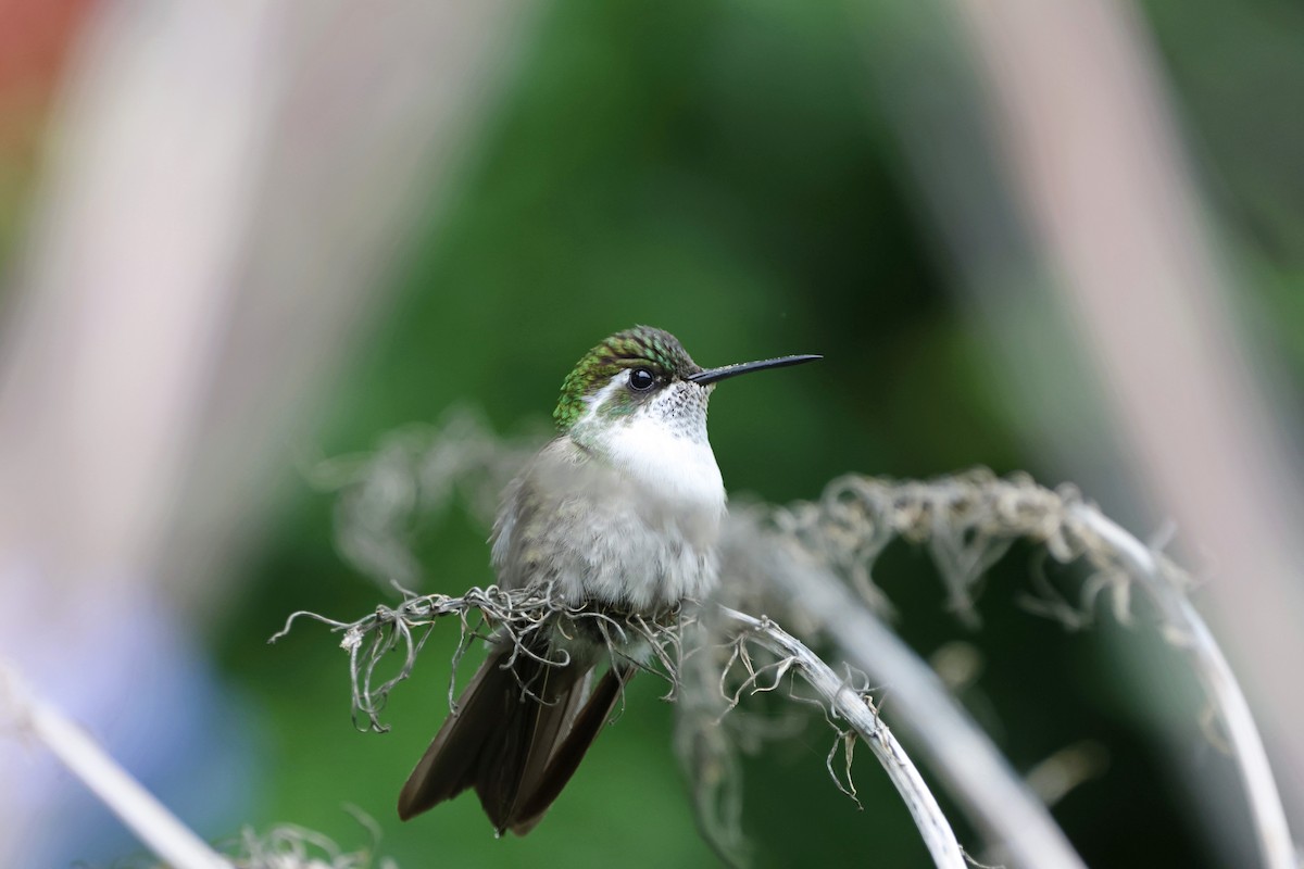 kolibřík salvadorský - ML620841166