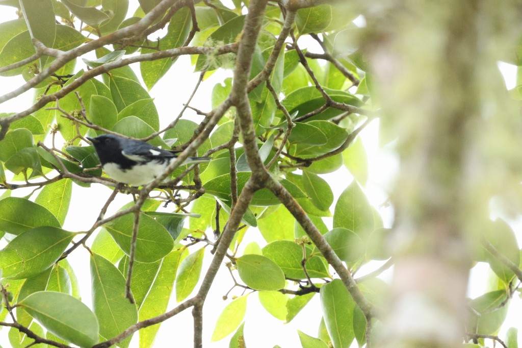 Black-throated Blue Warbler - ML620841217