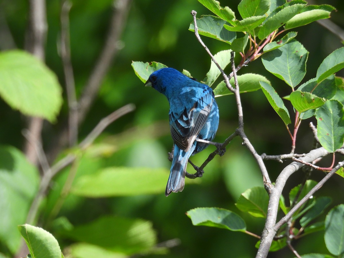 Indigo Bunting - ML620841252