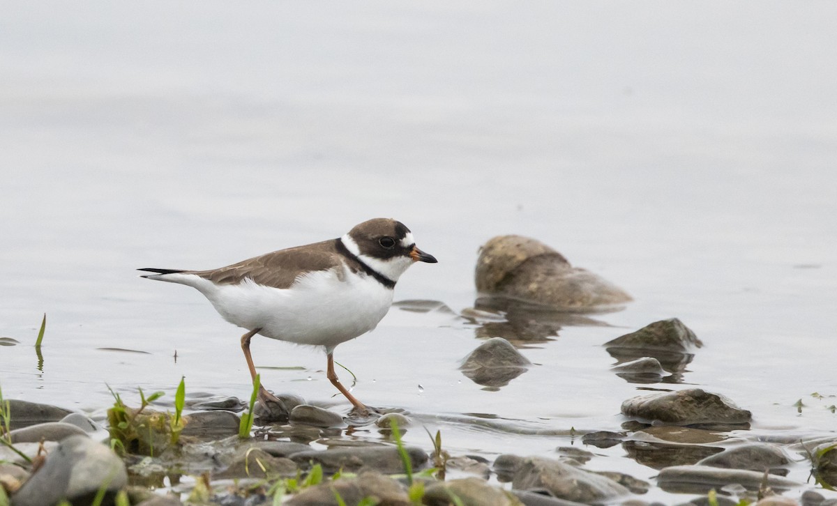Semipalmated Plover - ML620841275