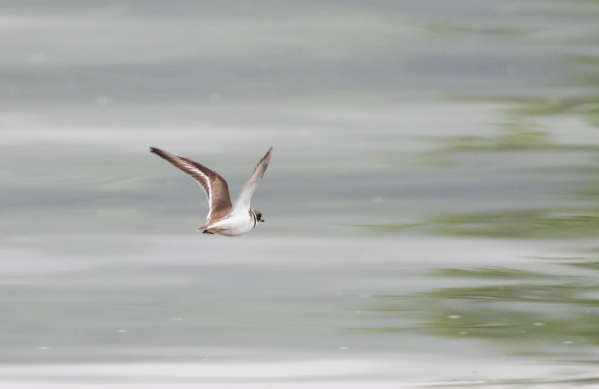 Semipalmated Plover - ML620841276