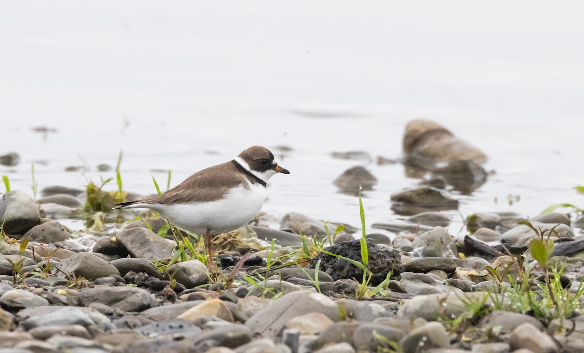 Semipalmated Plover - ML620841277