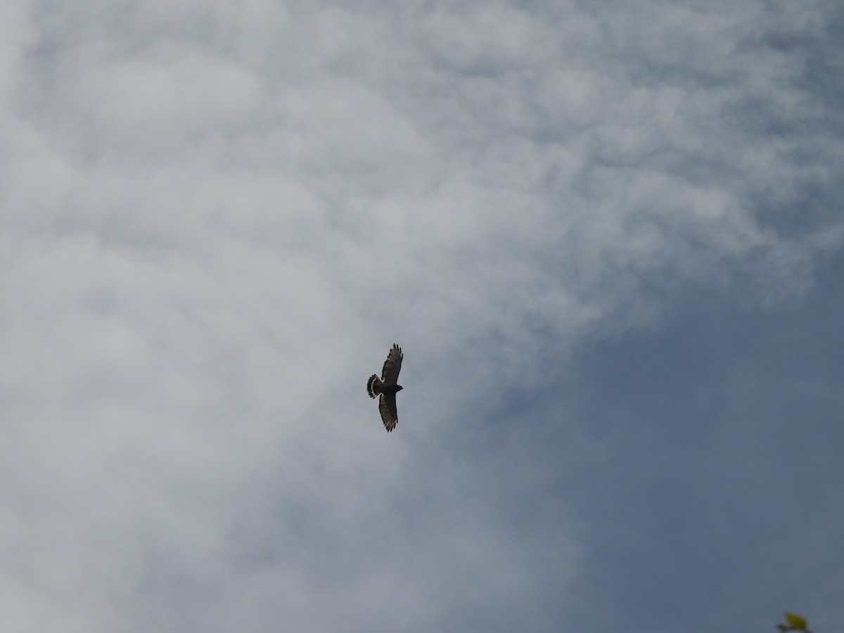 Broad-winged Hawk - ML620841278