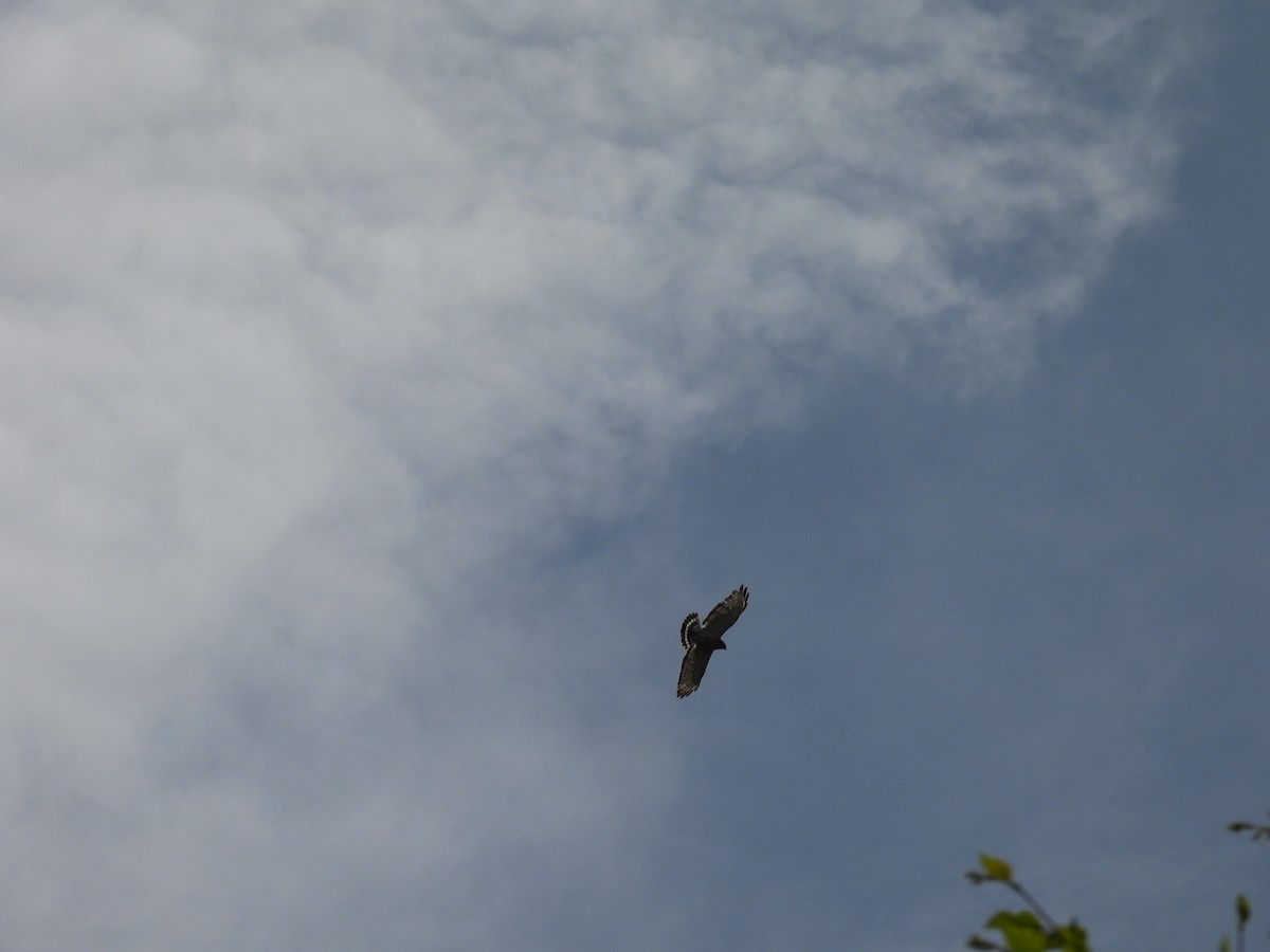 Broad-winged Hawk - ML620841282