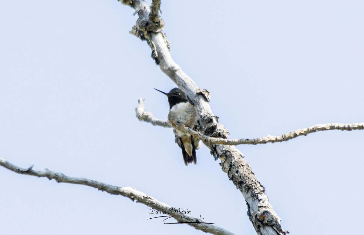 Yakut Boğazlı Kolibri - ML620841283