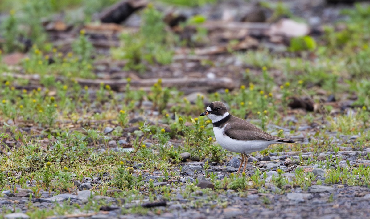 Semipalmated Plover - ML620841302