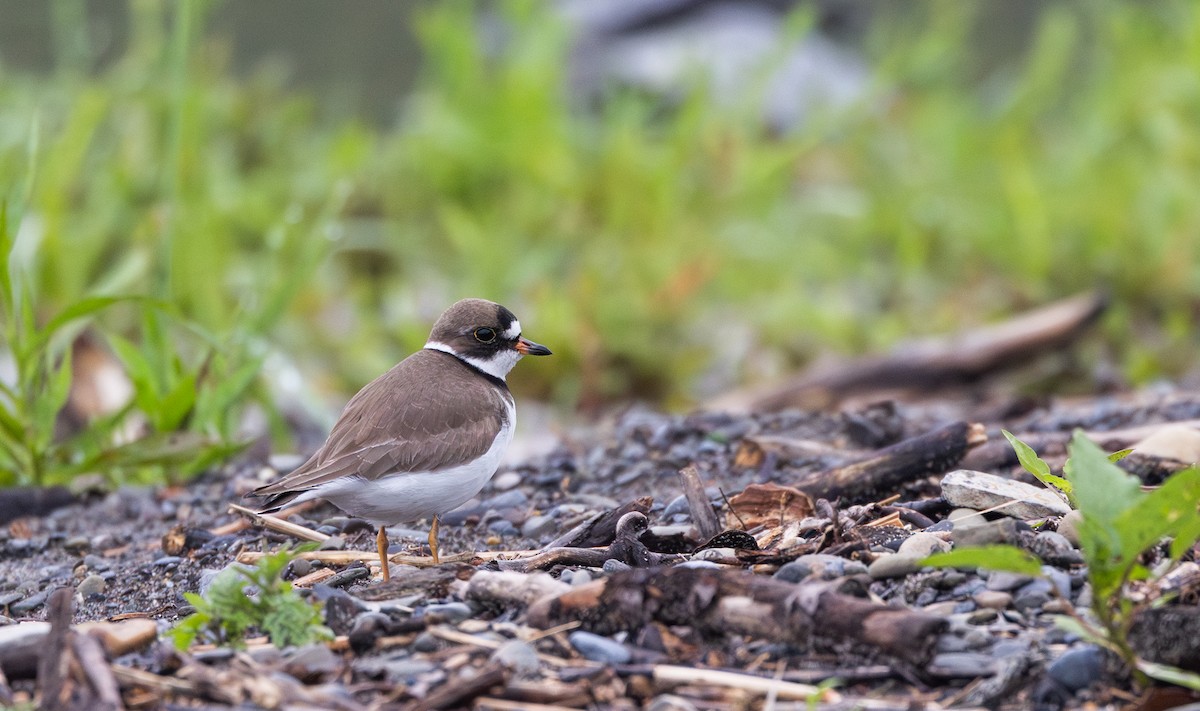 Semipalmated Plover - ML620841329