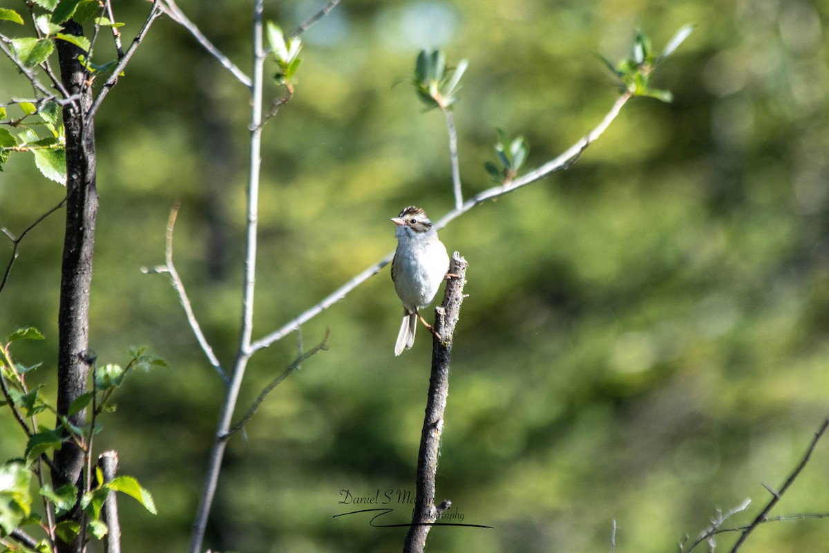 Clay-colored Sparrow - ML620841342
