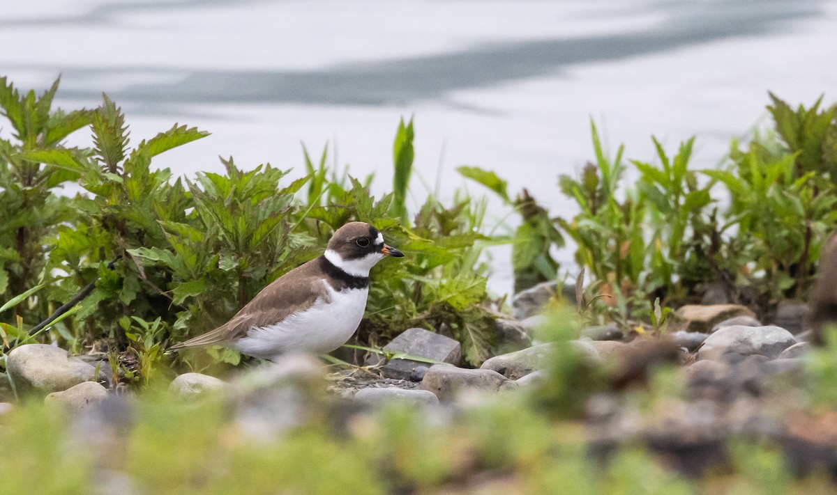 Semipalmated Plover - ML620841345