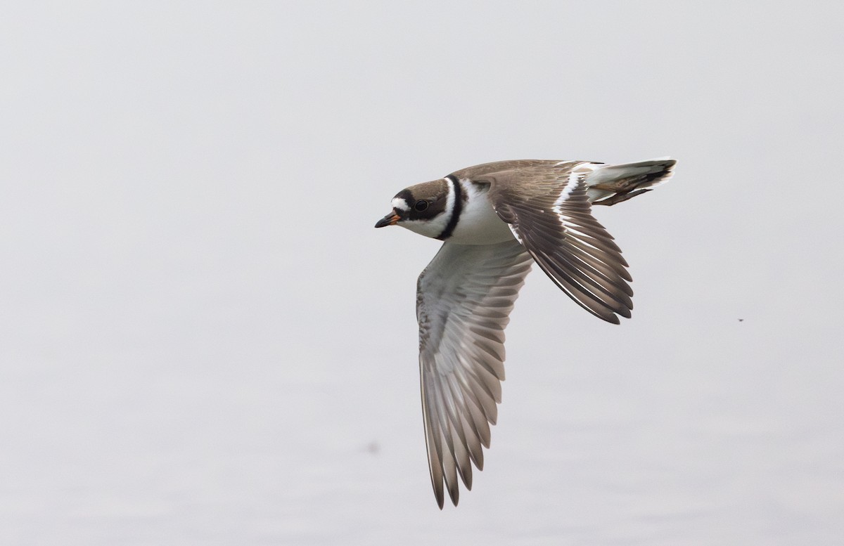 Semipalmated Plover - ML620841348