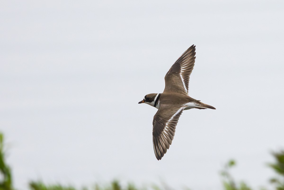 Semipalmated Plover - ML620841349