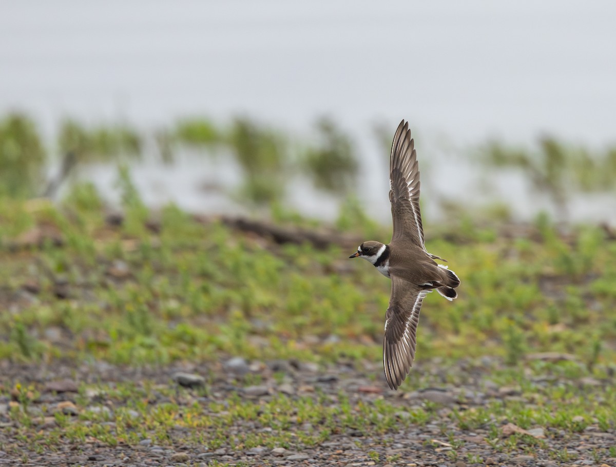 Semipalmated Plover - ML620841361