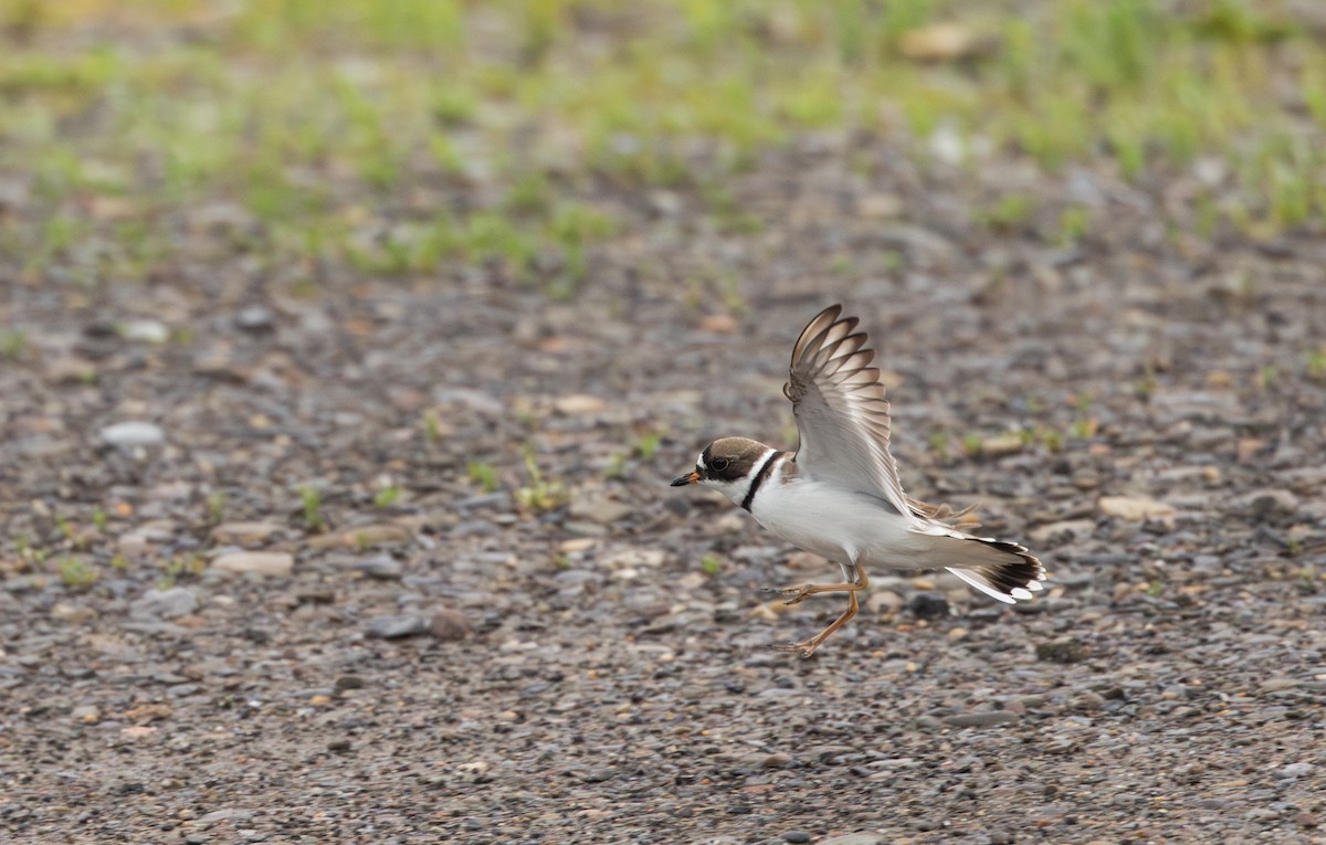 Semipalmated Plover - ML620841367