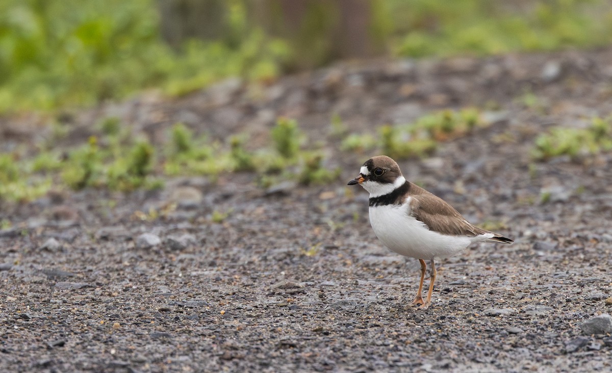 Semipalmated Plover - ML620841370