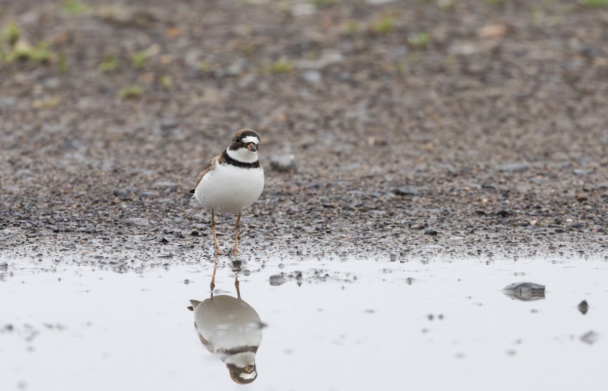 Semipalmated Plover - ML620841374