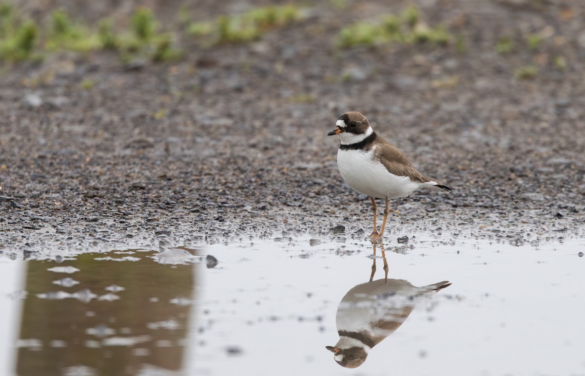 Semipalmated Plover - ML620841377