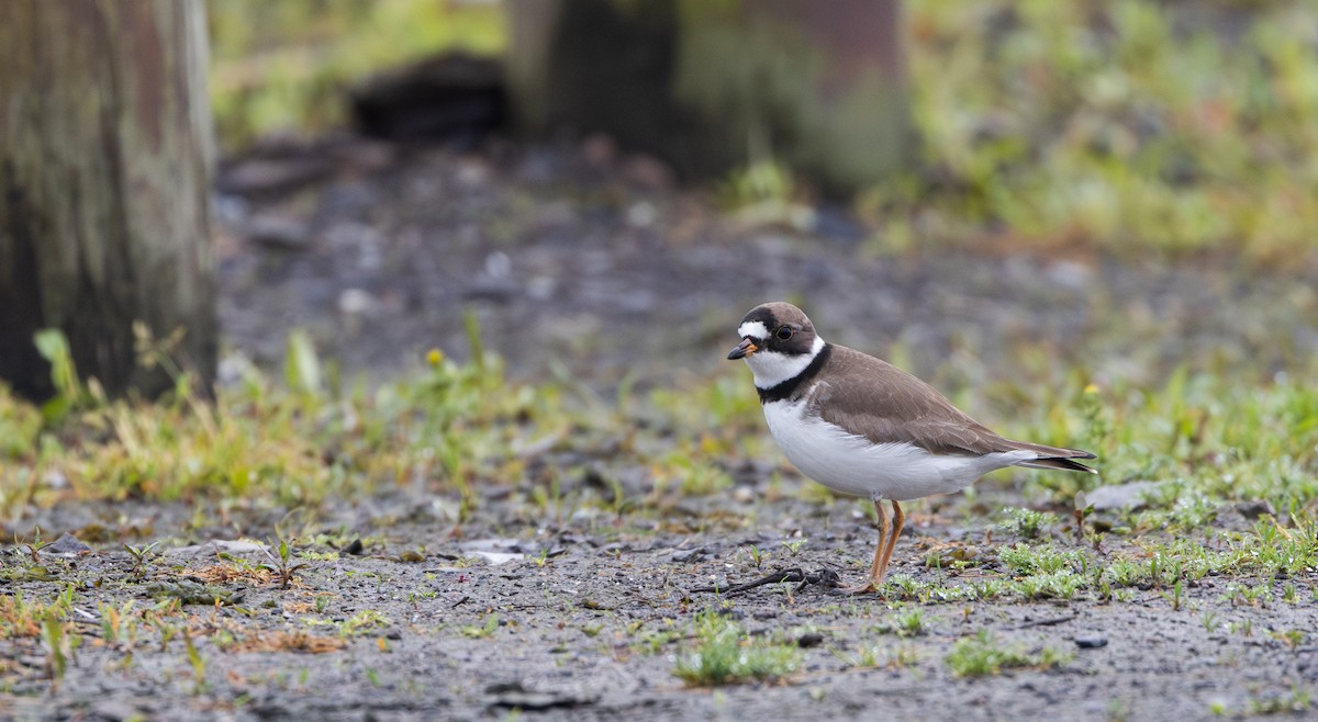 Semipalmated Plover - ML620841379