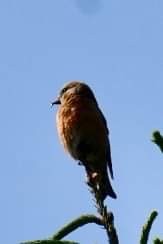 Red Crossbill - ML620841391