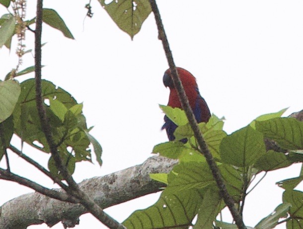 Papua Eklektus Papağanı - ML620841392