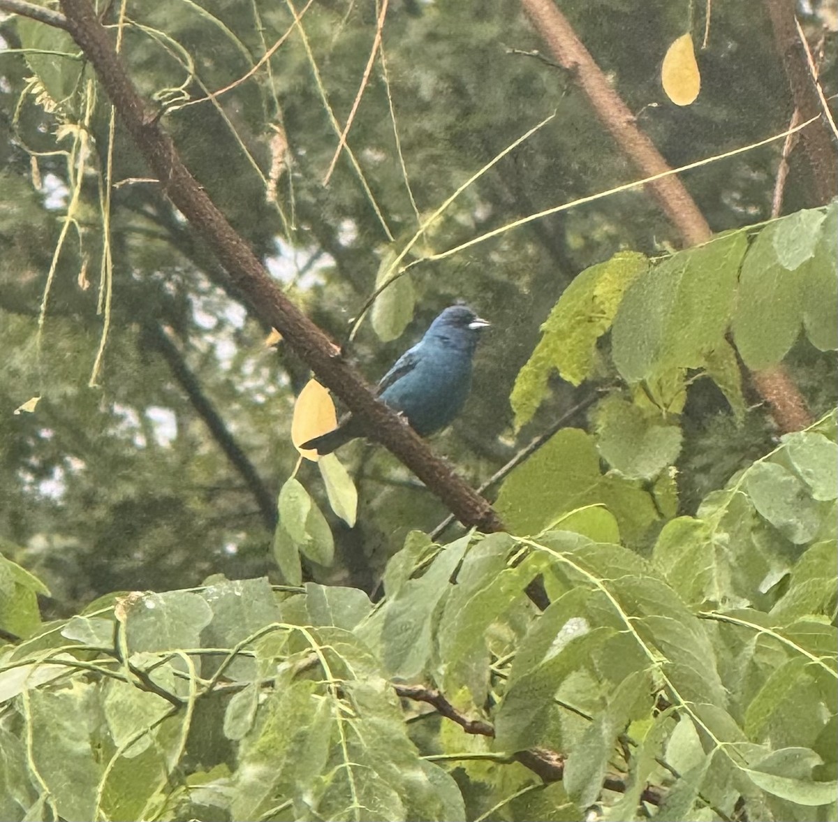 Indigo Bunting - ML620841393