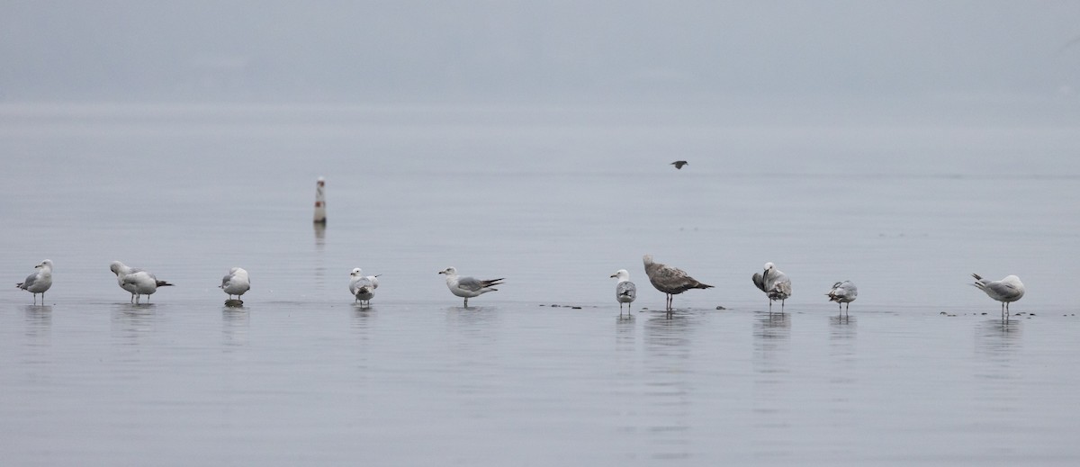 Ring-billed Gull - ML620841397