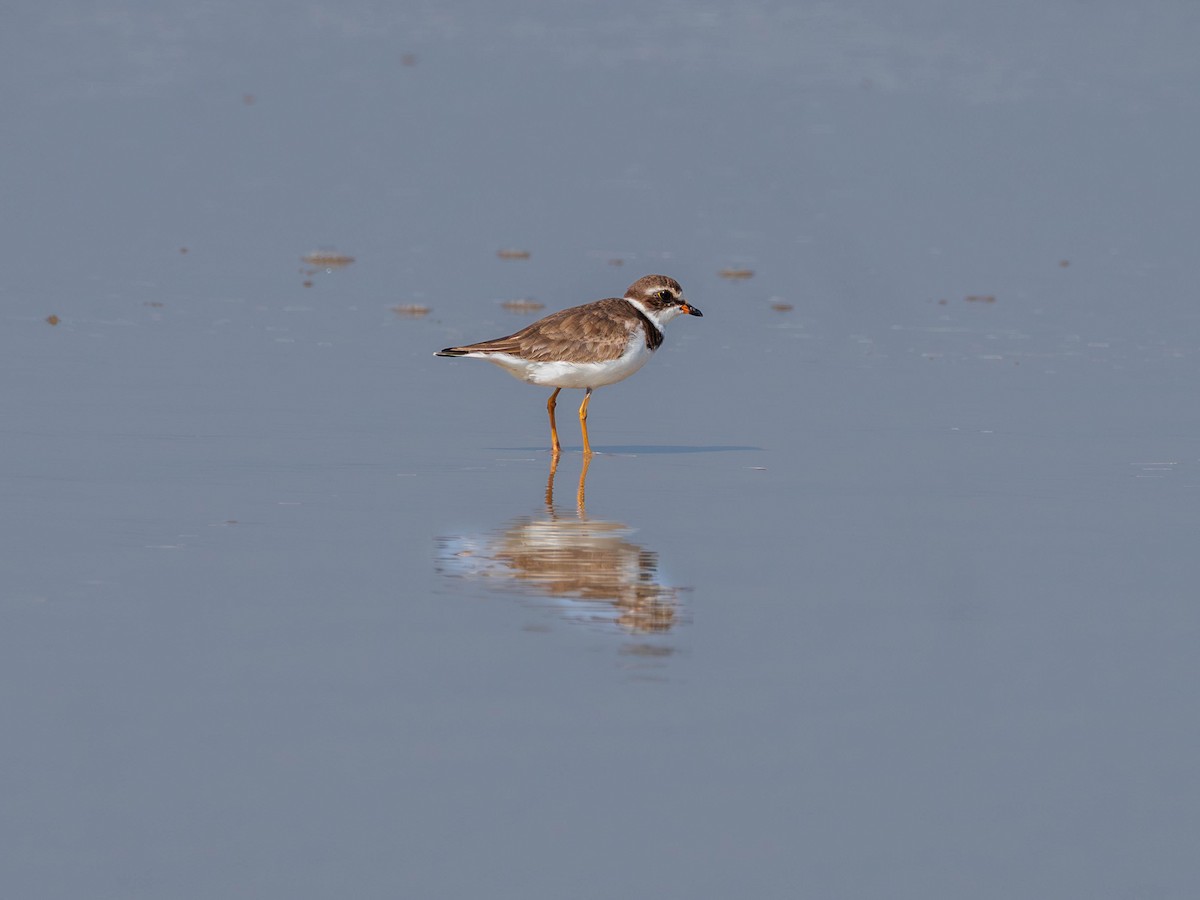 Semipalmated Plover - ML620841425