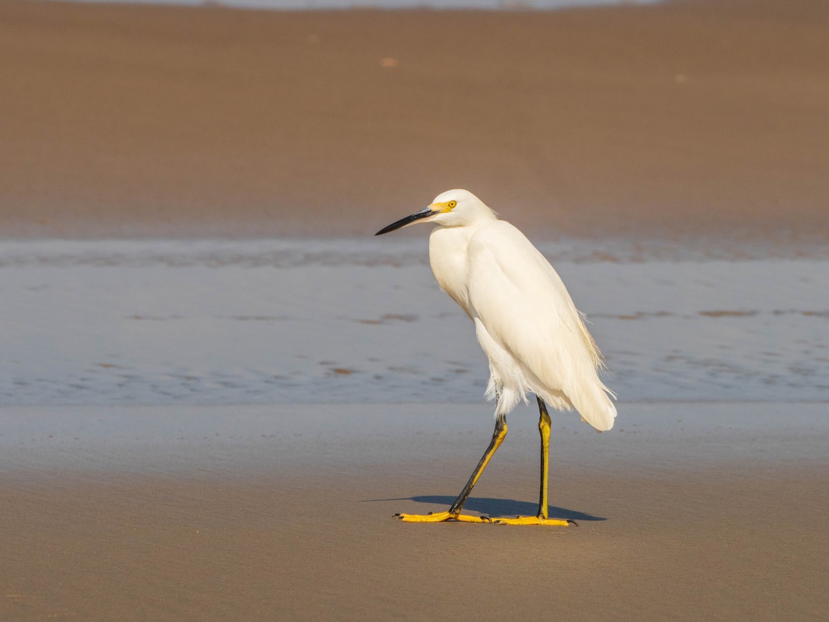 Чепура американська - ML620841429