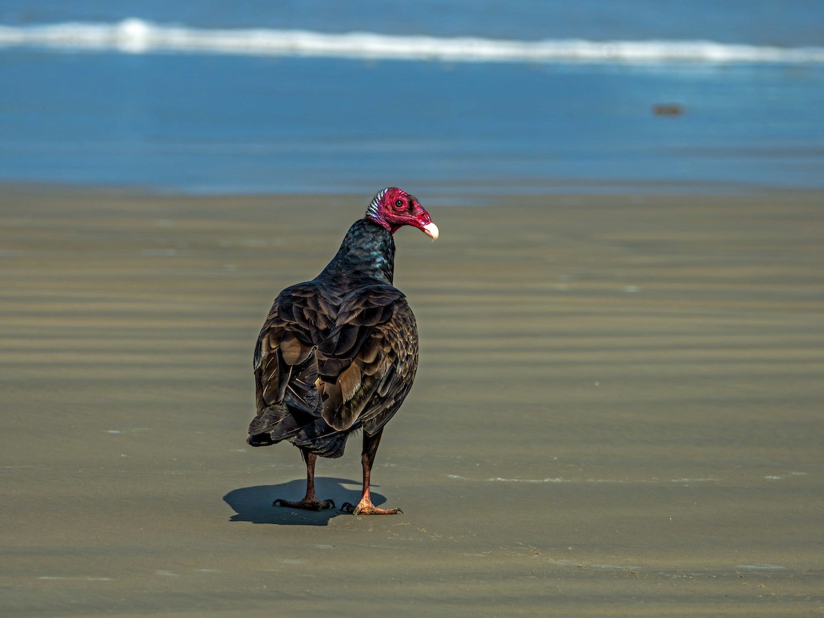 Катарта червоноголова - ML620841433