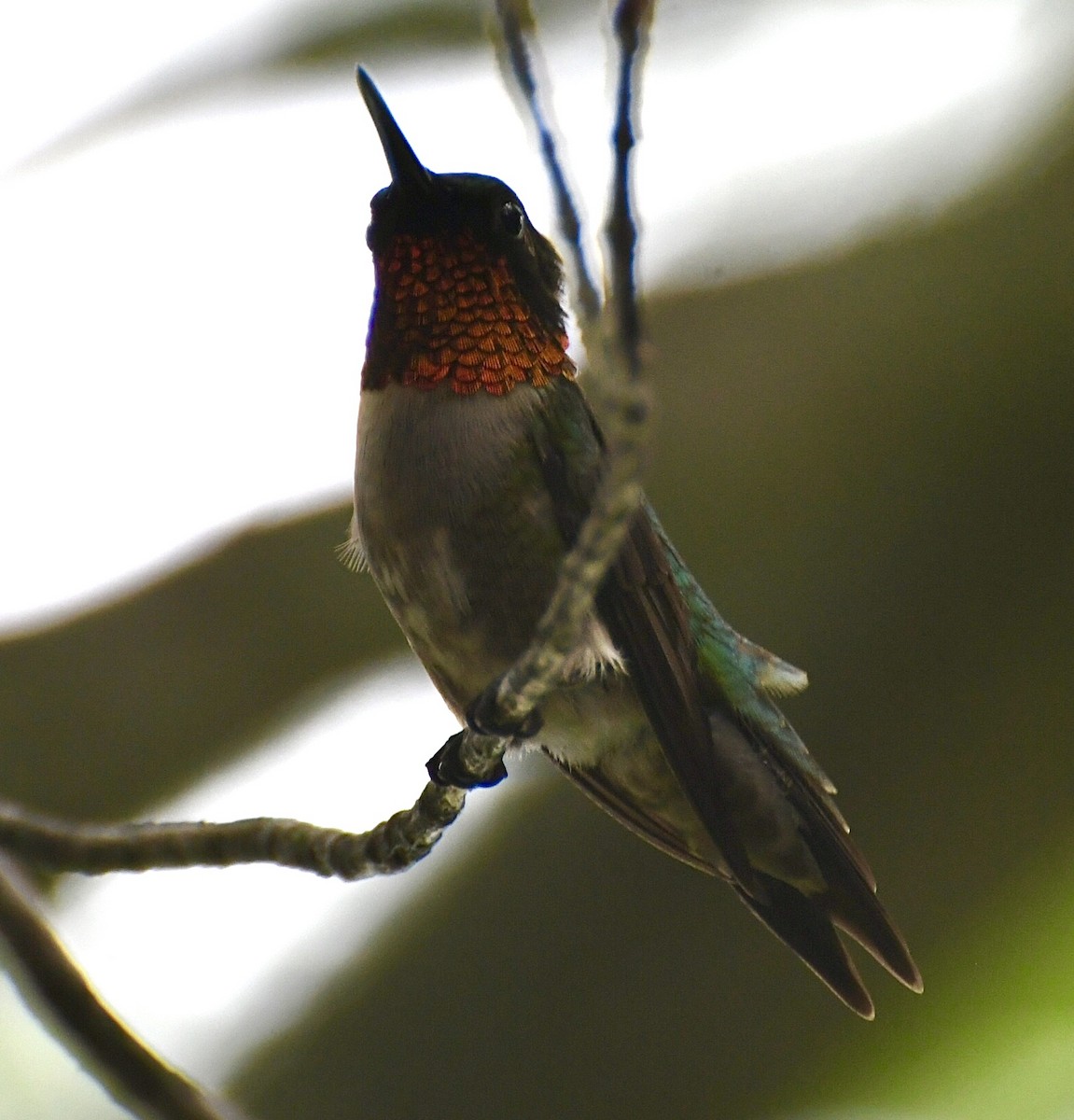 Ruby-throated Hummingbird - ML620841434