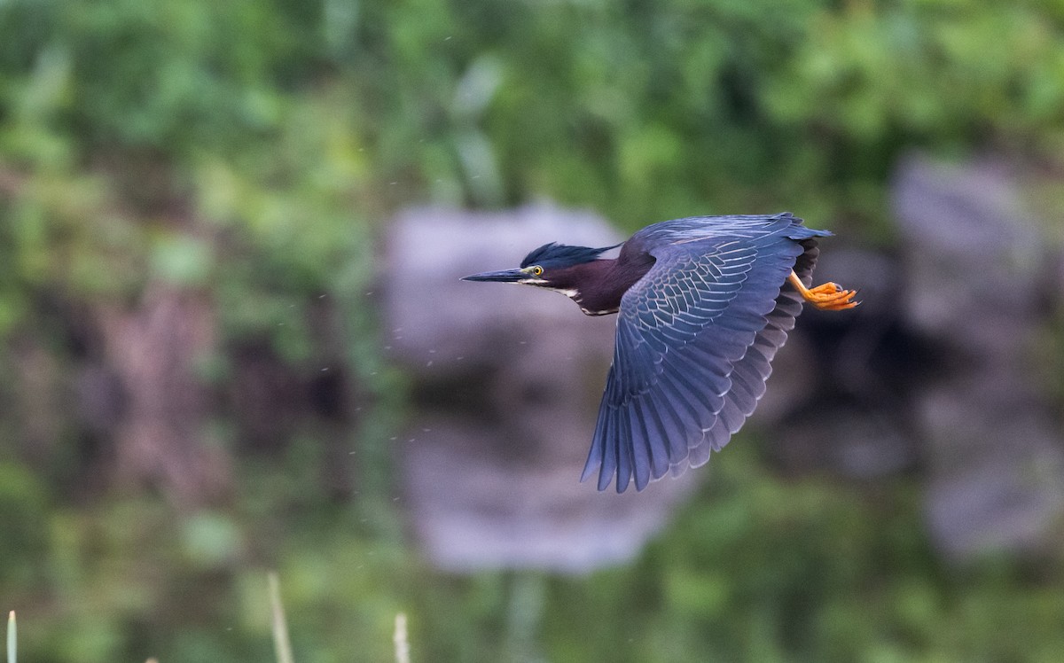 Green Heron - ML620841450