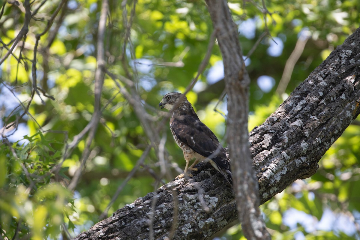 Red-shouldered Hawk - Caleb Nelson