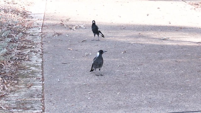 Australian Magpie (Western) - ML620841453