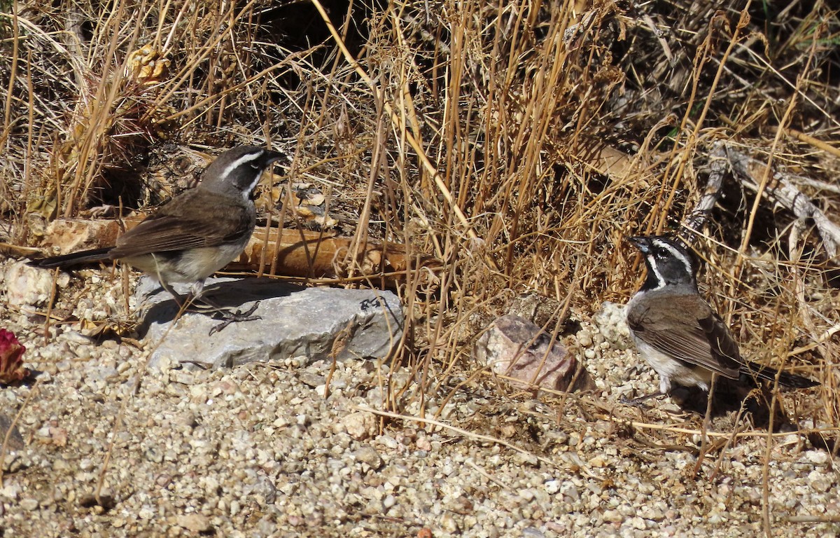 Black-throated Sparrow - ML620841464