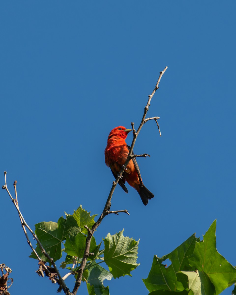 Scarlet Tanager - ML620841490