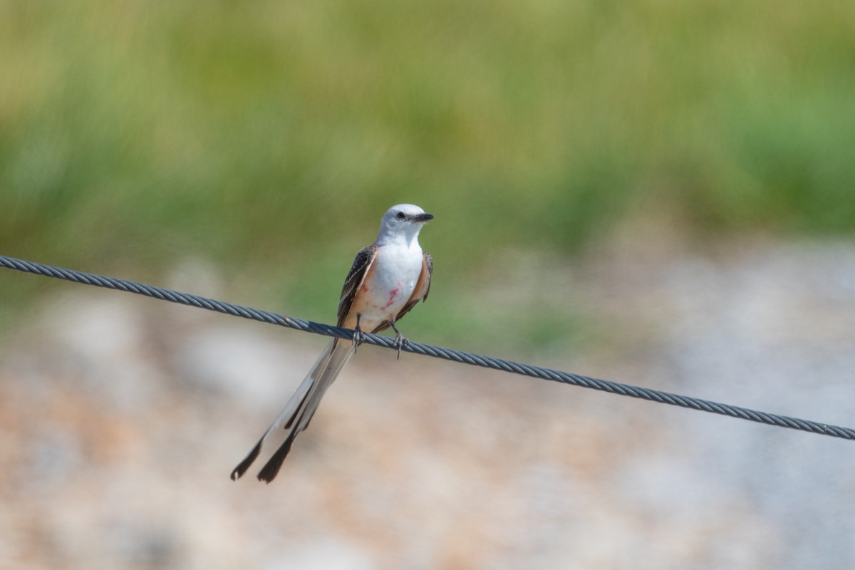 Scissor-tailed Flycatcher - ML620841496