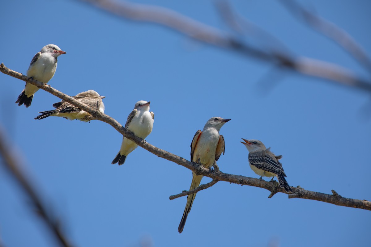 Scissor-tailed Flycatcher - Caleb Nelson