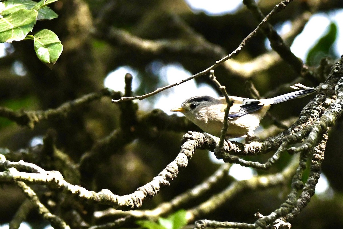 Blue-winged Minla - mark perry