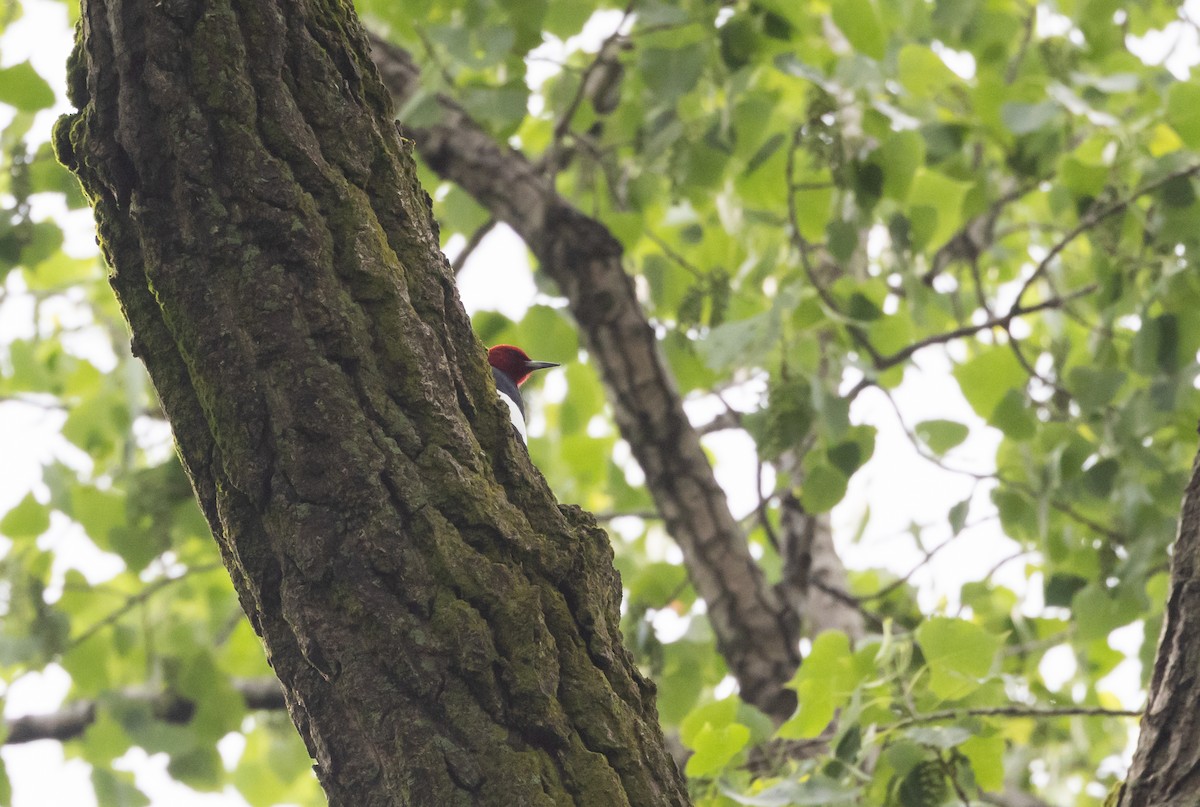 Red-headed Woodpecker - ML620841517