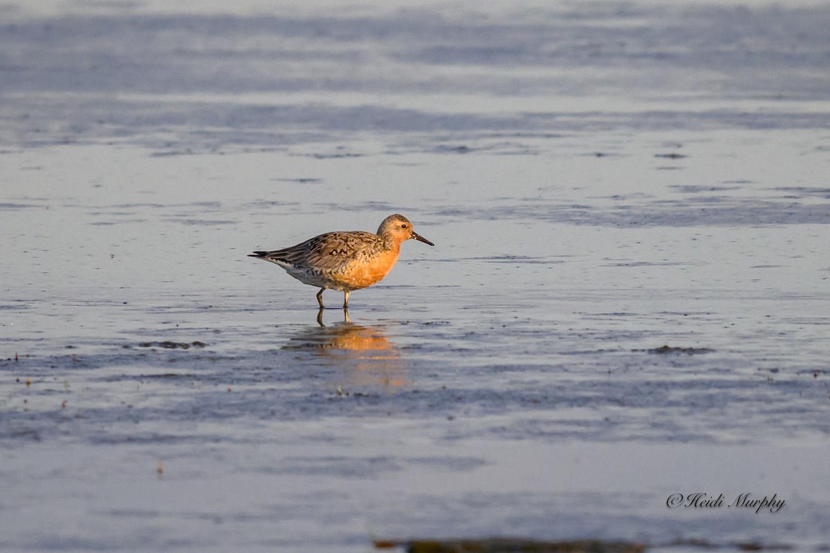 Red Knot - ML620841519