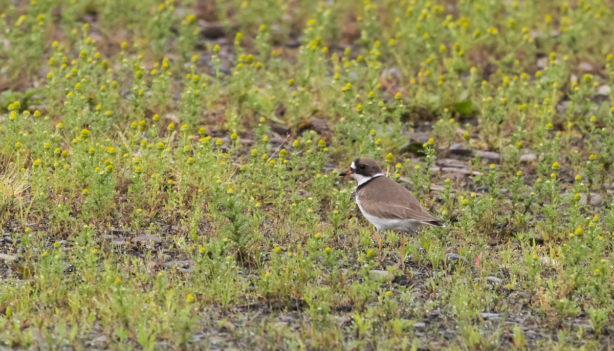 Semipalmated Plover - ML620841523
