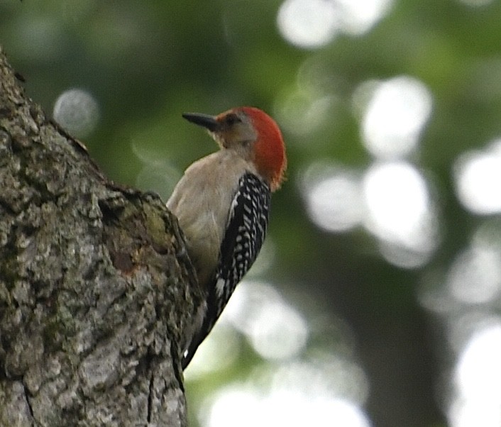 Red-bellied Woodpecker - ML620841531