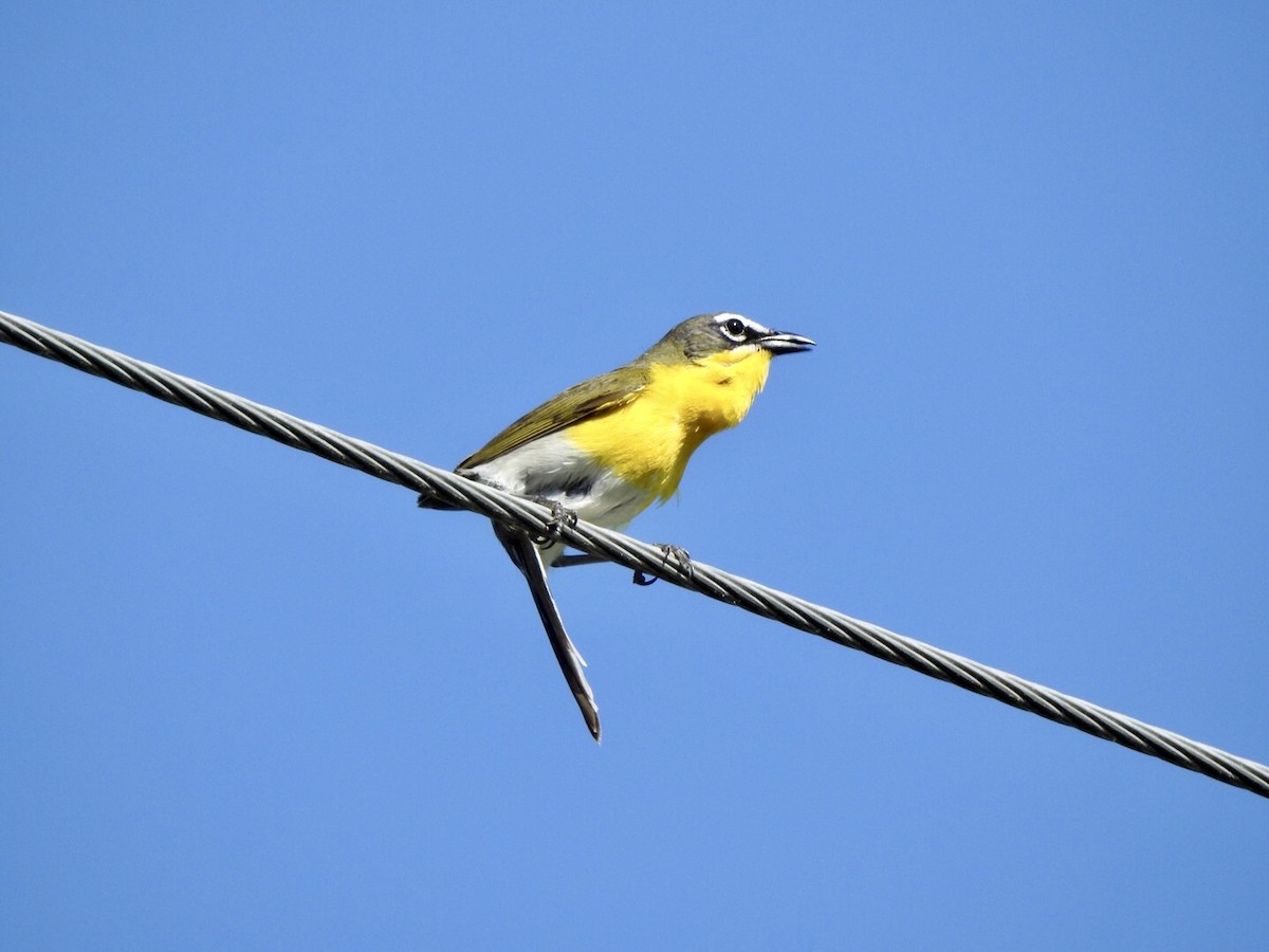 Yellow-breasted Chat - ML620841562