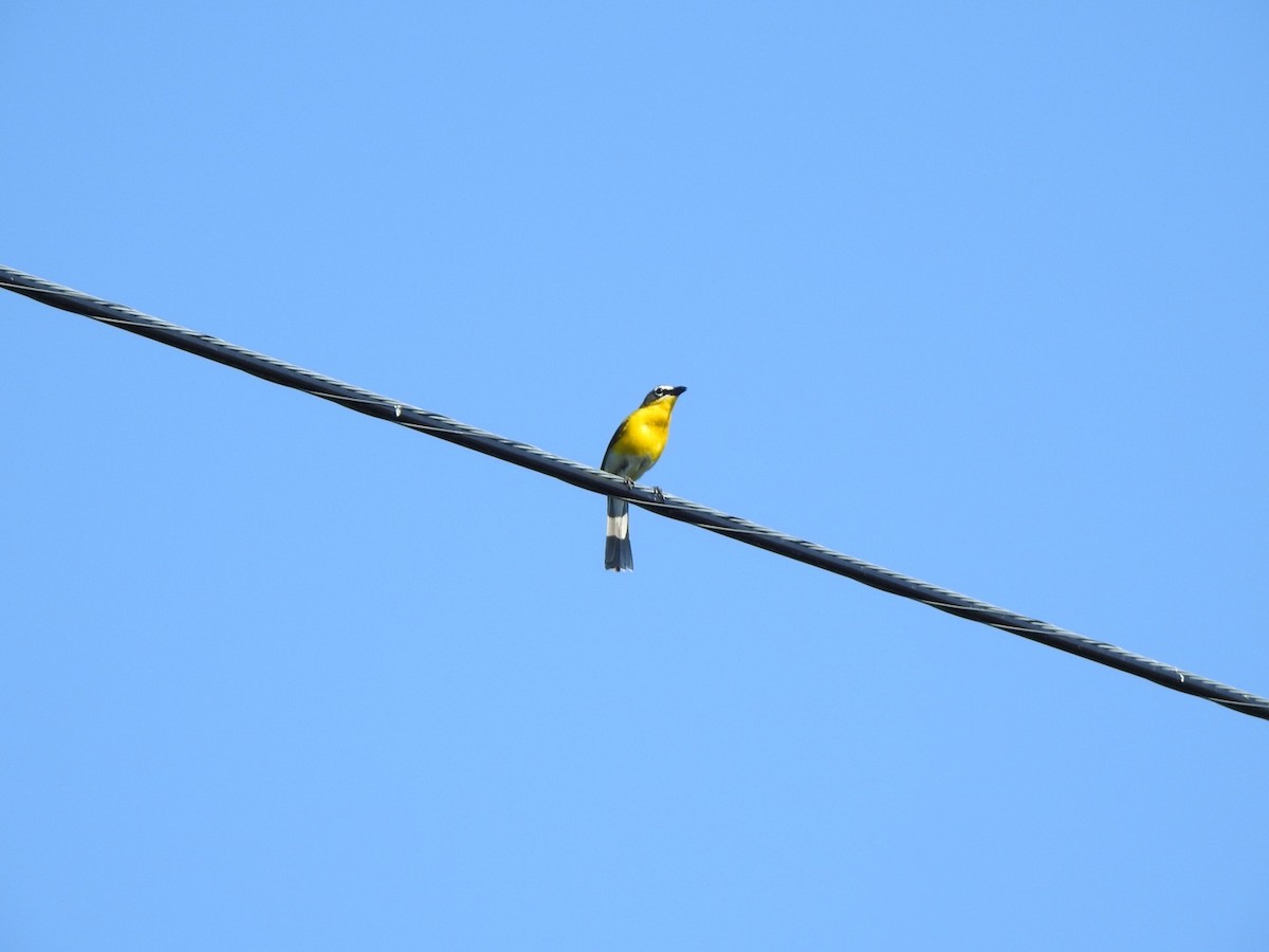 Yellow-breasted Chat - ML620841563