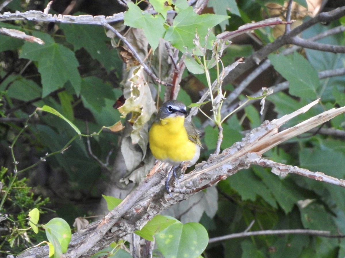 Yellow-breasted Chat - ML620841564