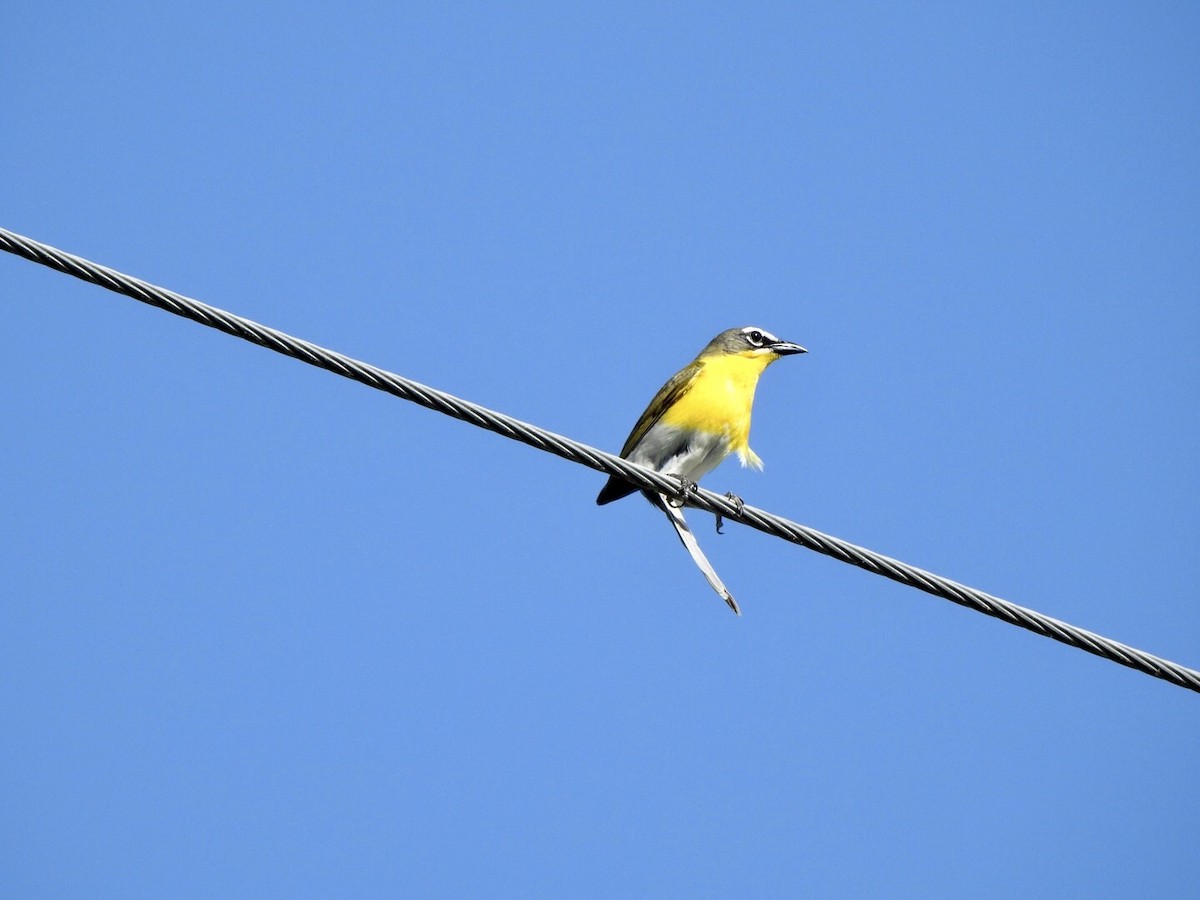 Yellow-breasted Chat - ML620841565