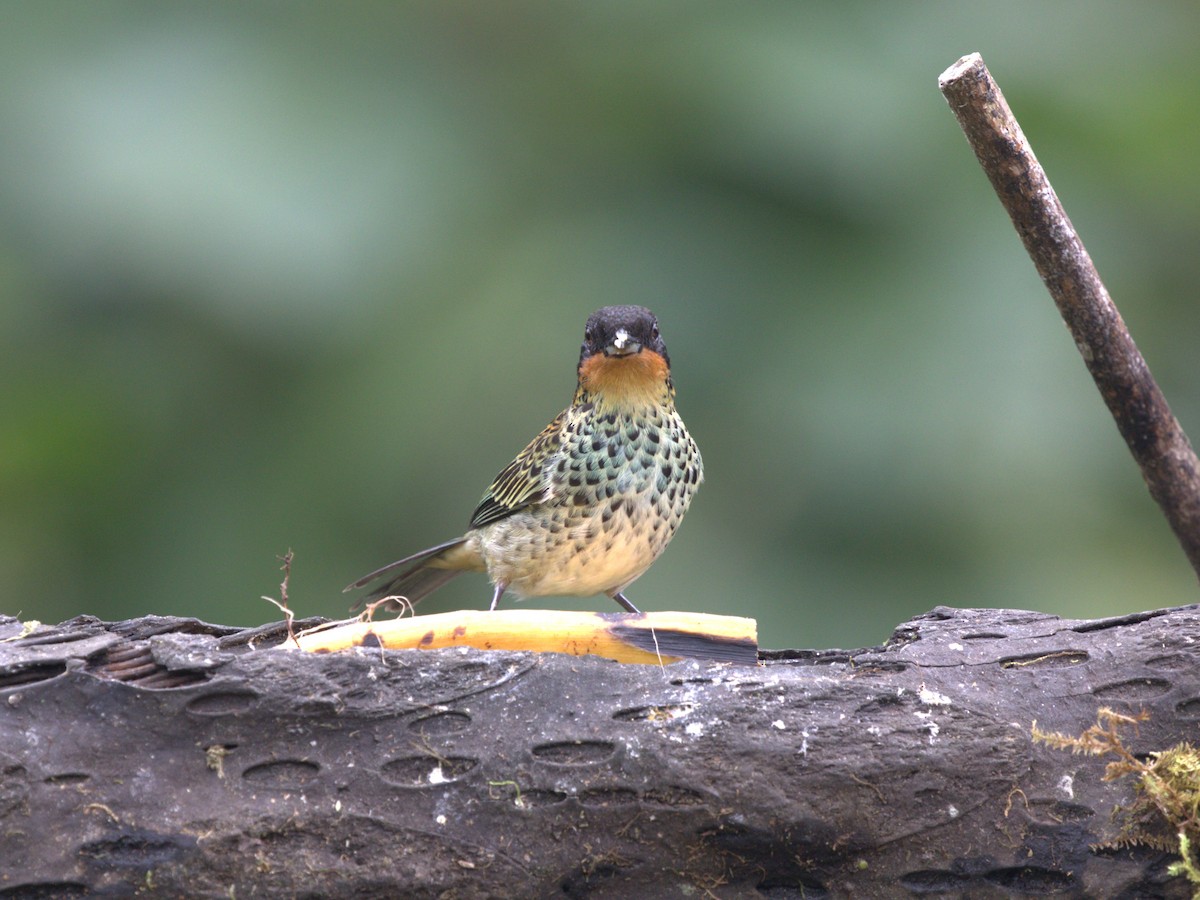 Rufous-throated Tanager - ML620841588