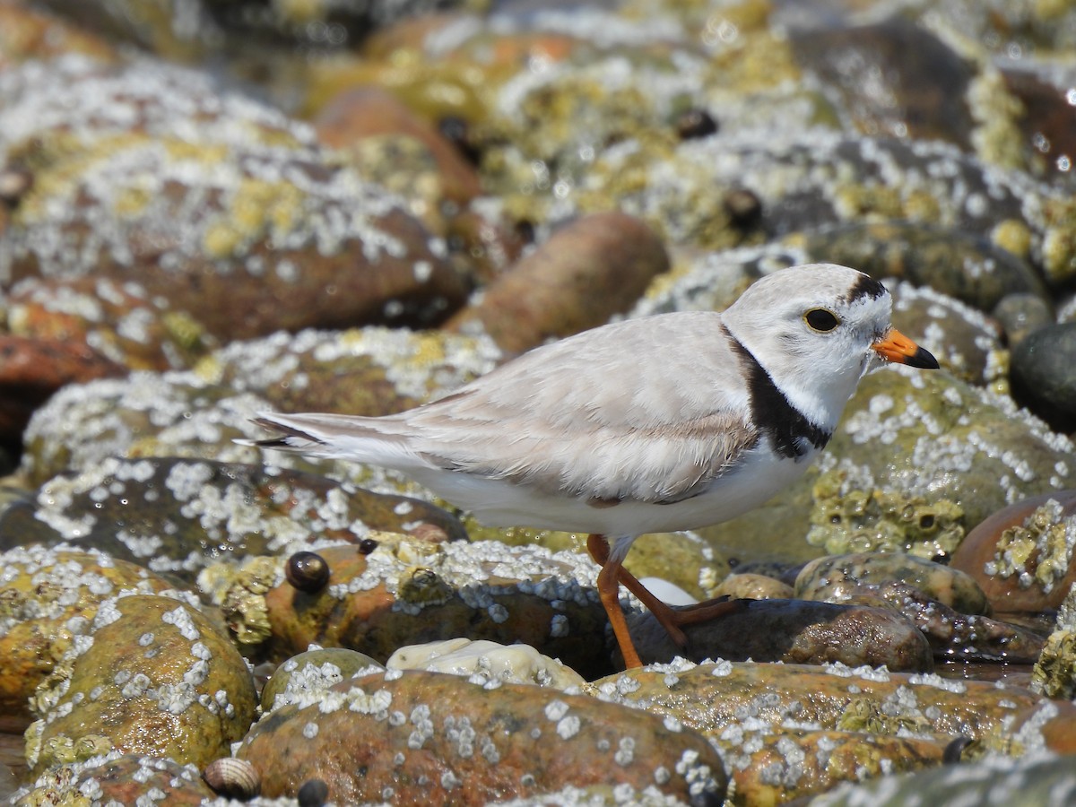 Piping Plover - ML620841599