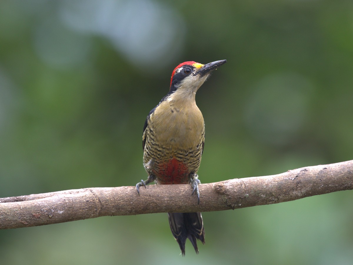 Black-cheeked Woodpecker - ML620841601