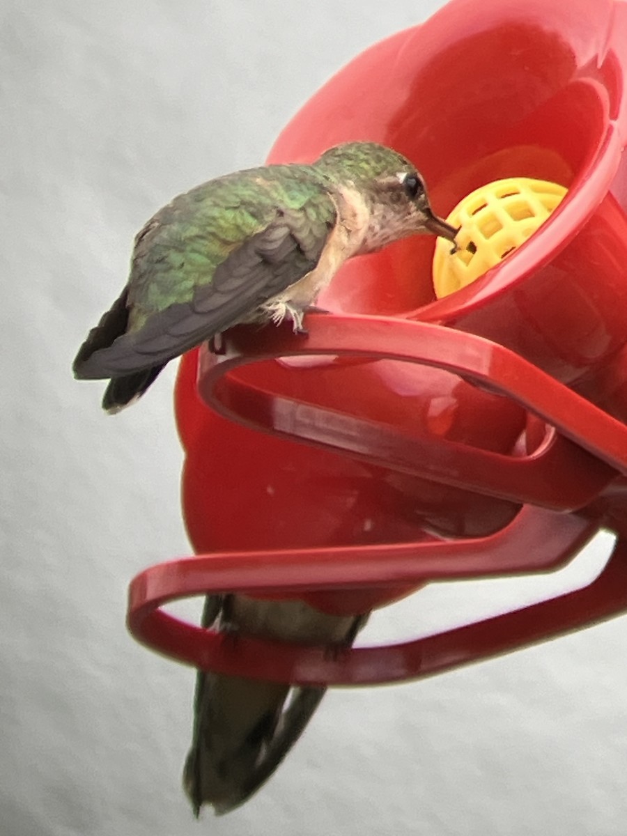 Calliope Hummingbird - ML620841615