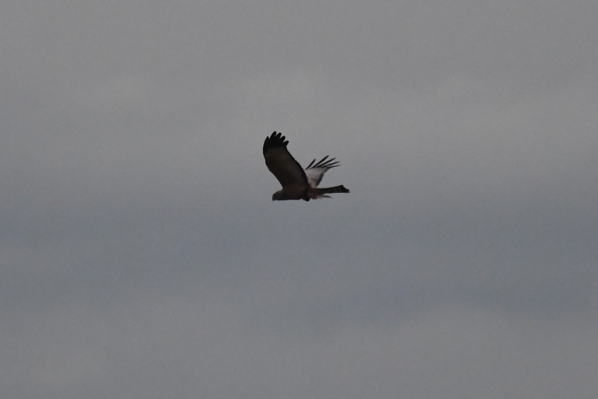 Spotted Harrier - ML620841649